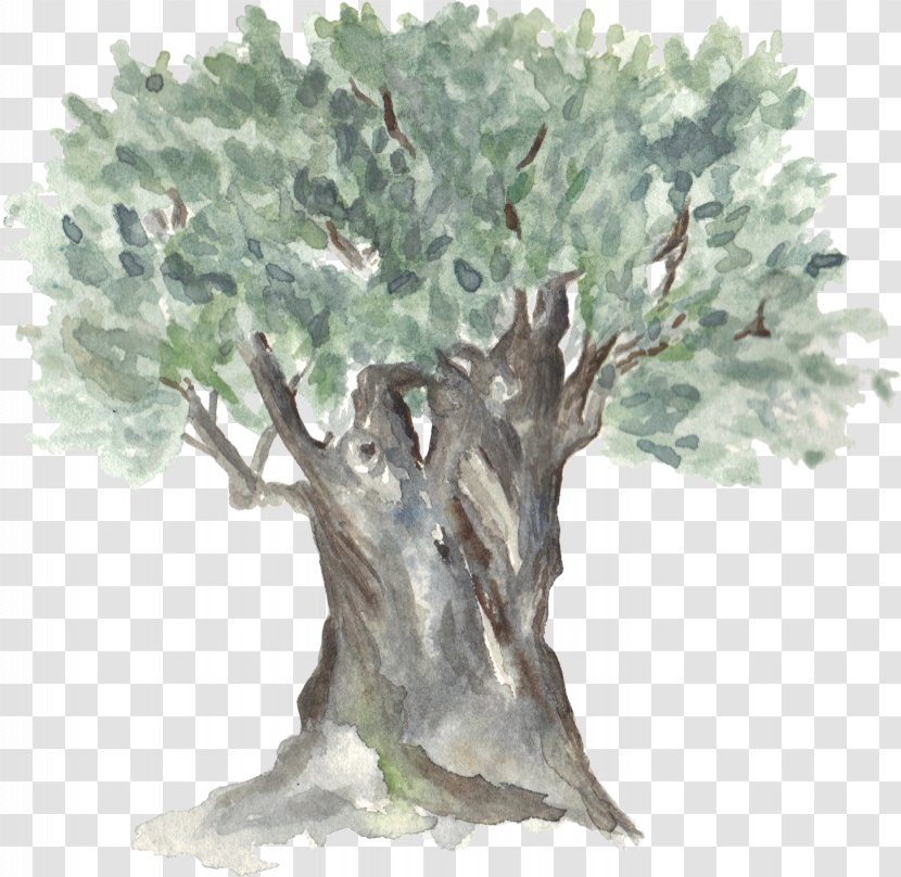 Hand-painted Watercolor Trees - Wood - Branch Transparent PNG
