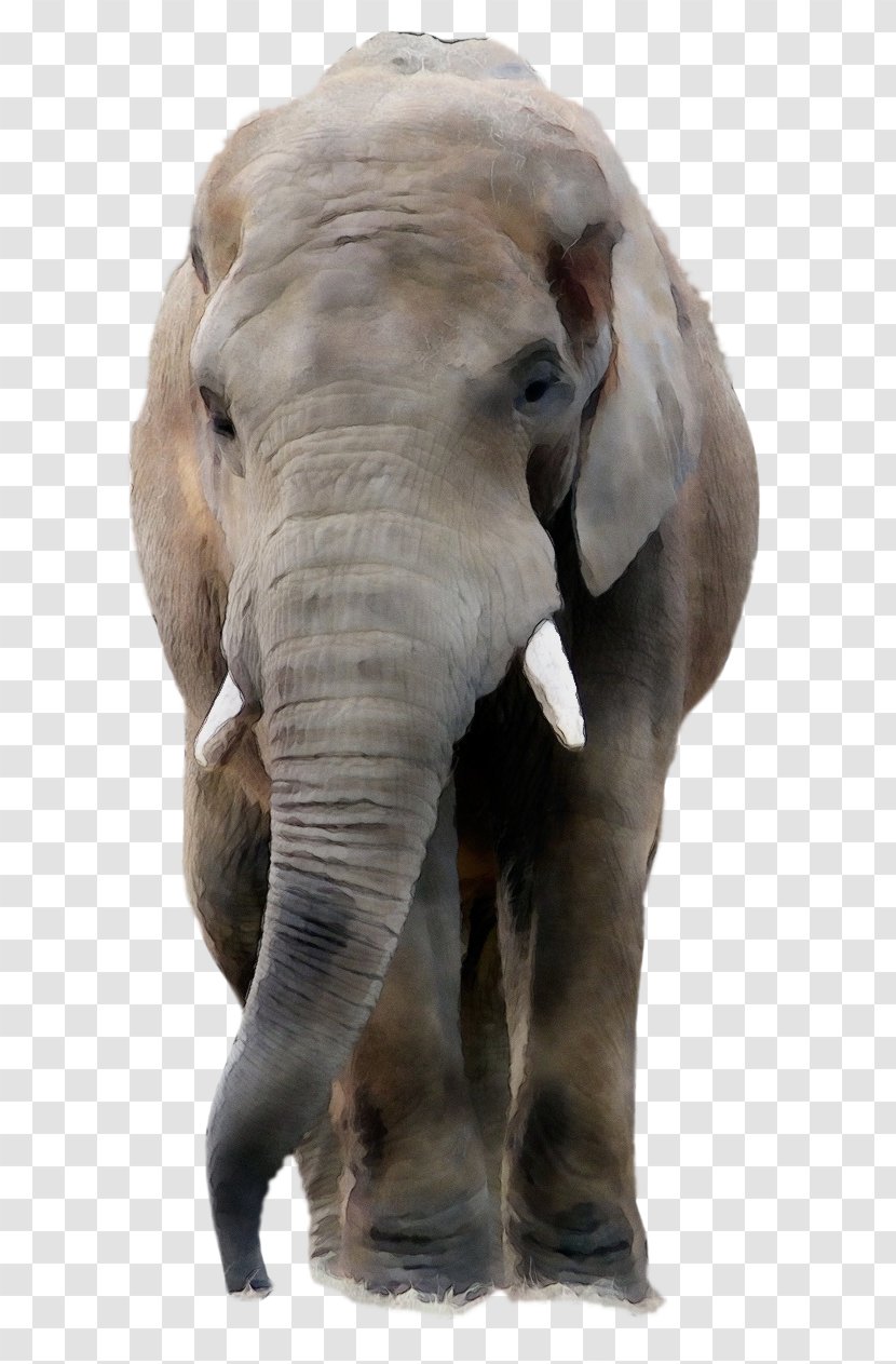 Asian Elephant Image Desktop Wallpaper - Indian Transparent PNG