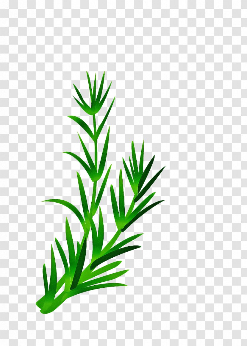 Green Grass Background - Vascular Plant Stem Transparent PNG
