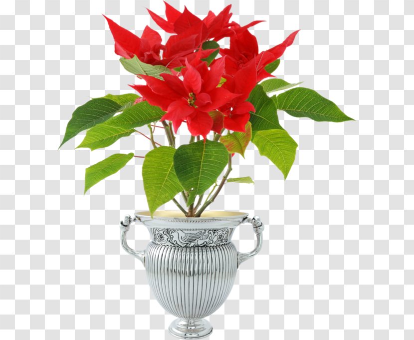 Poinsettia Stock Photography Flowerpot Plant - Flower Transparent PNG
