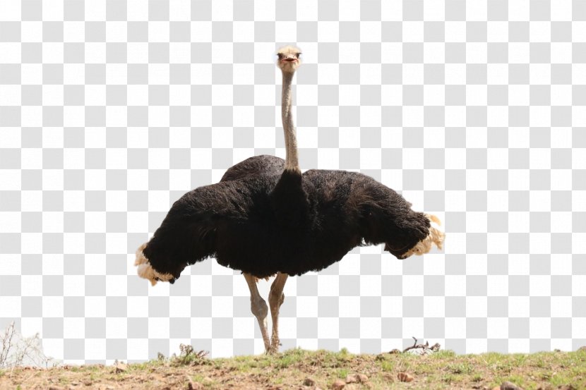 Common Ostrich Ostriches Flightless Bird Image - Emu Transparent PNG