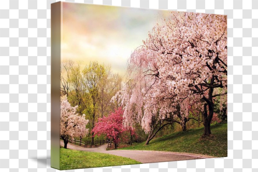 Cherry Blossom Desktop Wallpaper ST.AU.150 MIN.V.UNC.NR AD - Spring Transparent PNG