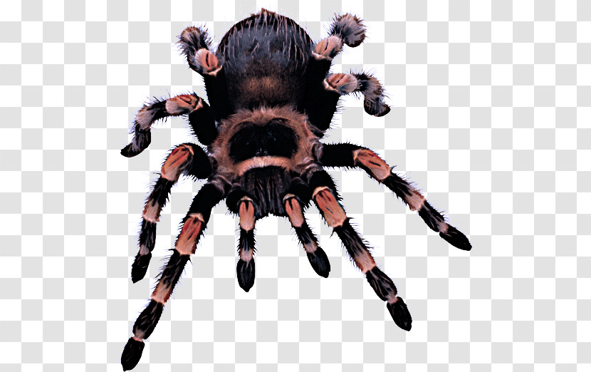 Spider Tarantula Arachnid Animal Figure Fur Transparent PNG