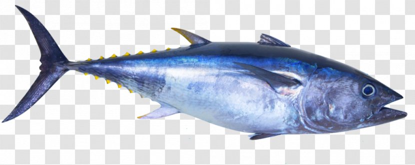 Sushi Cartoon - Tuna Fish Sandwich - Milkfish Rayfinned Transparent PNG