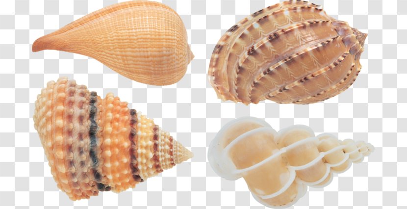 Cockle Conchology Seashell Image File Formats - Scallop Transparent PNG
