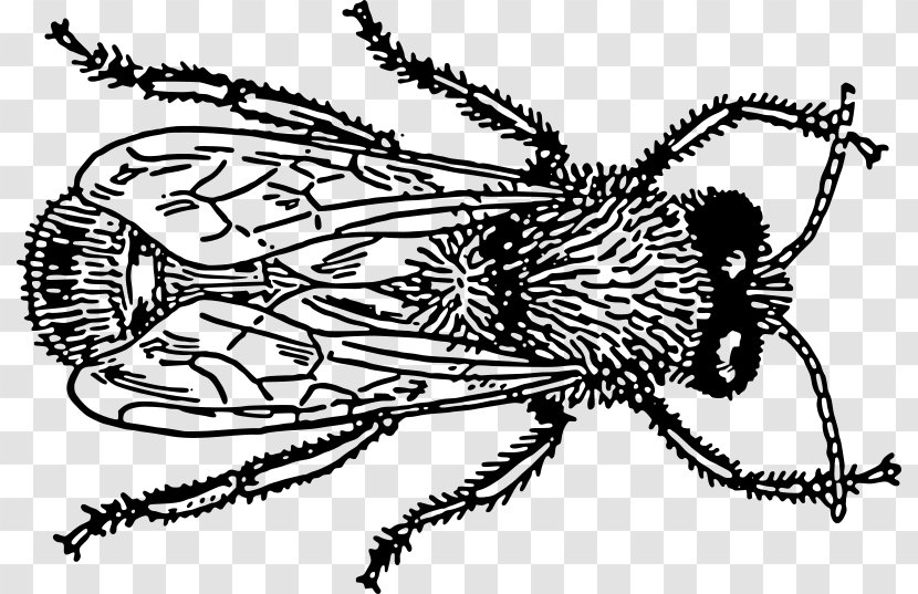 Insect Bee Drawing Clip Art - Honey Transparent PNG