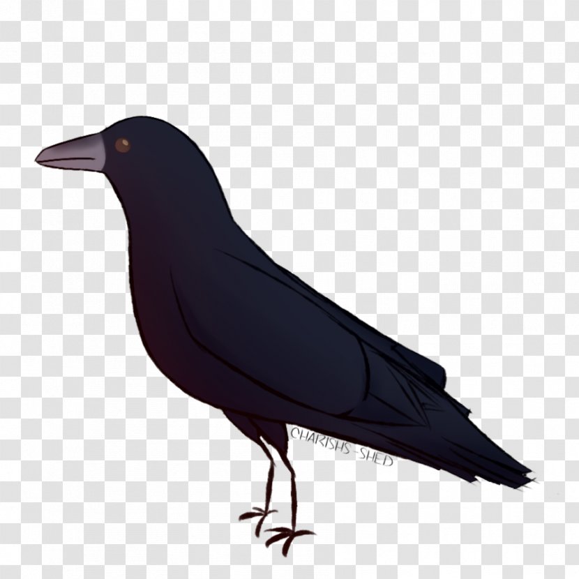 Rook American Crow New Caledonian Common Raven - Fauna - Caledonia Transparent PNG