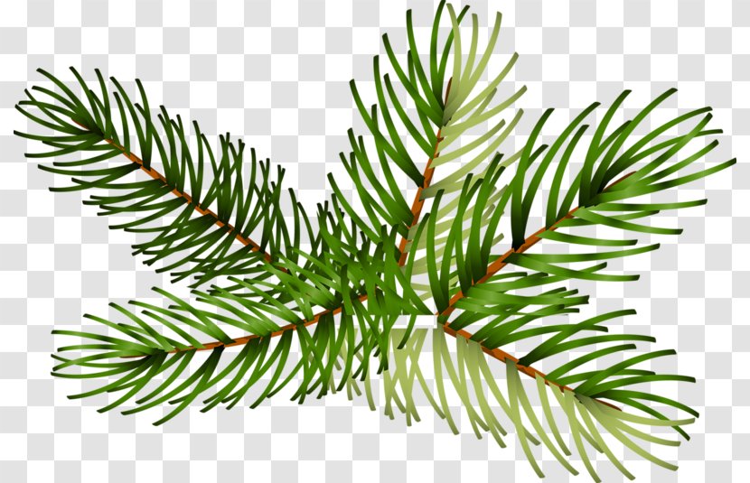 Spruce Fir Pine Christmas Tree Branch - Leaf Transparent PNG