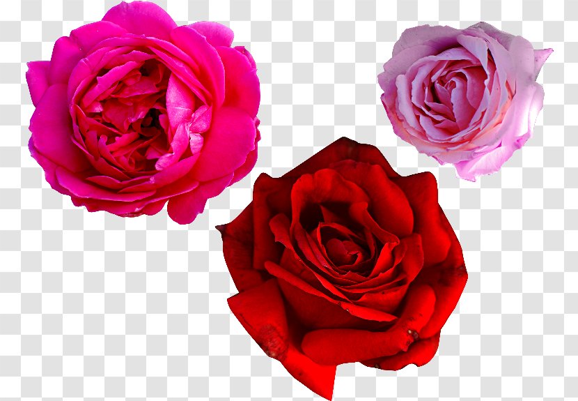 Red Watercolor Flowers - Picture Frames - Camellia Bouquet Transparent PNG