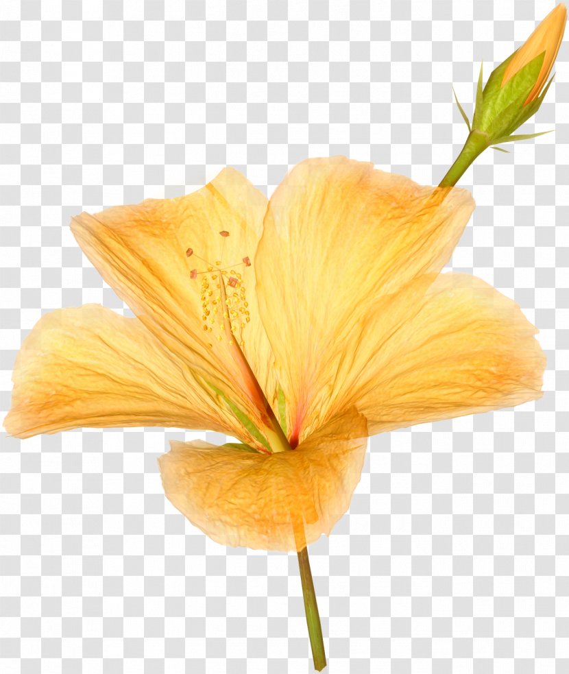Hawaiian Hibiscus Flower - Daylily - Flowers Transparent PNG