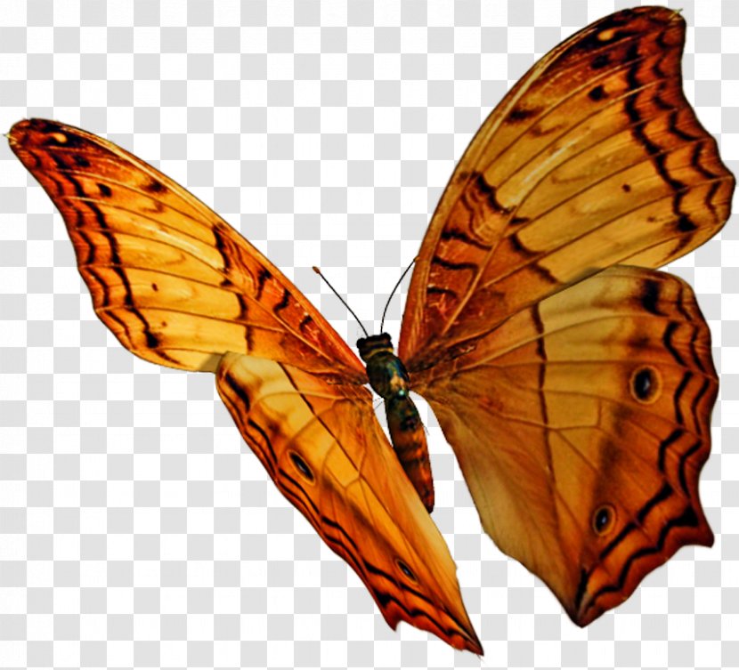 Monarch Butterfly Pieridae Moth Brush-footed Butterflies - 3d Computer Graphics Transparent PNG