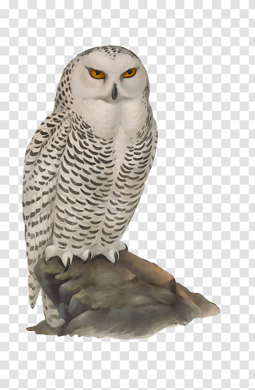 Great Grey Owl Falcon Hawk Owls Beak Transparent PNG