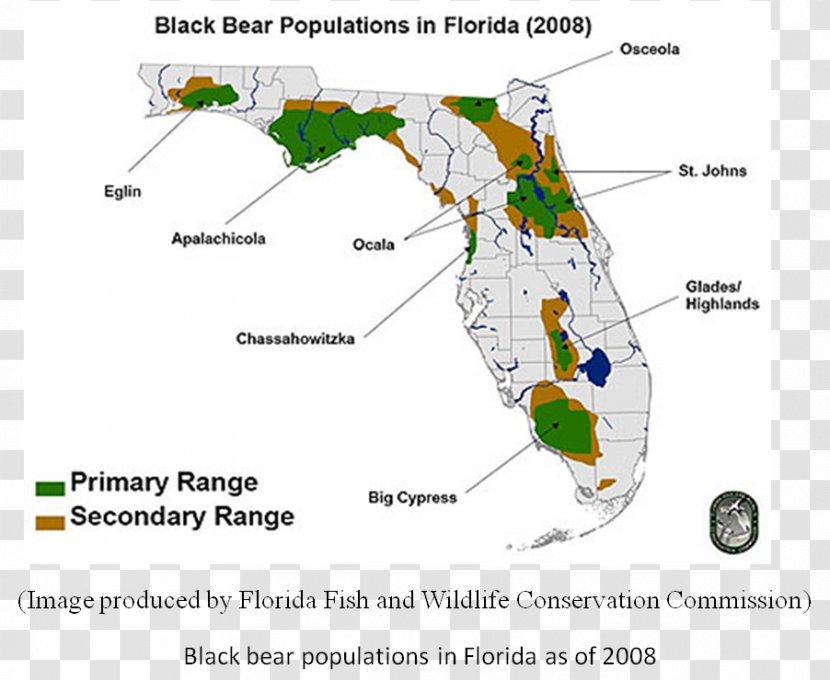 Florida Black Bear Map American Alligator - Alligators Transparent PNG