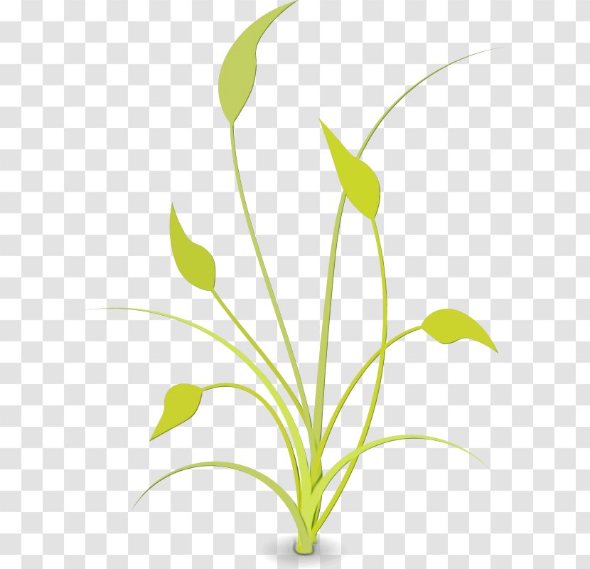 Lily Flower Cartoon - Art - Pedicel Flowering Plant Transparent PNG