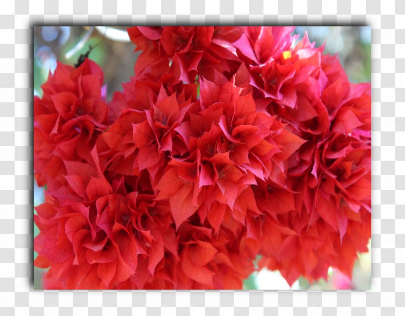 Azalea Carnation Floral Design Cut Flowers - Flower Transparent PNG