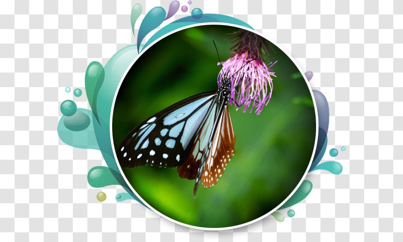 Monarch Butterfly Royalty-free Illustration Photograph Vector Graphics - Arthropod - Ewha Transparent PNG