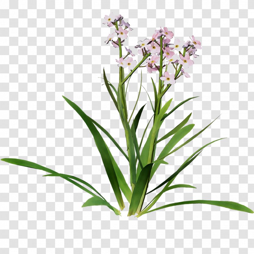 Flowering Plant Stem Lavender Herbaceous - Terrestrial - Pedicel Transparent PNG