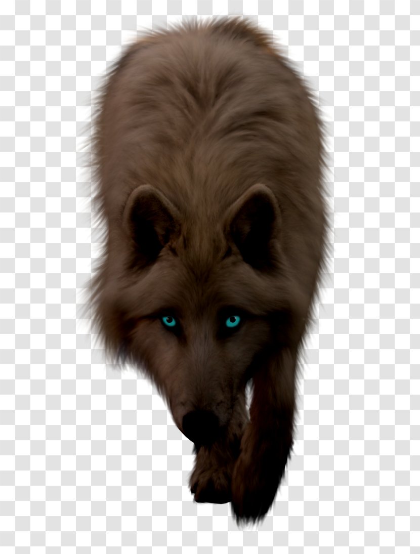 Gray Wolf Drawing Demon Photography - Frame Transparent PNG
