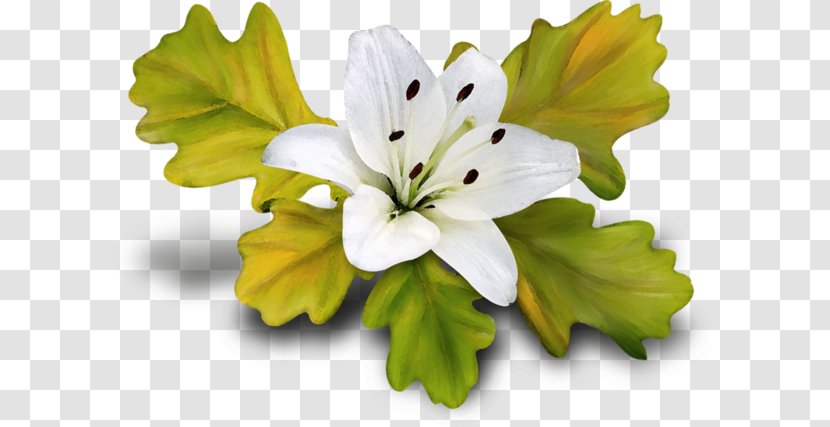 Lilium Download - Small Hand-painted Lily Fresh Transparent PNG