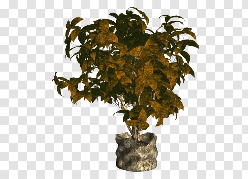 Flowerpot Houseplant Ornamental Plant Tree Transparent PNG