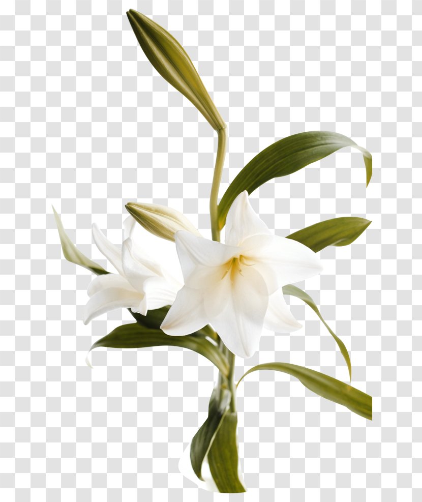 Lilium Flower Computer File - Dendrobium - Lily Bouquet Transparent PNG