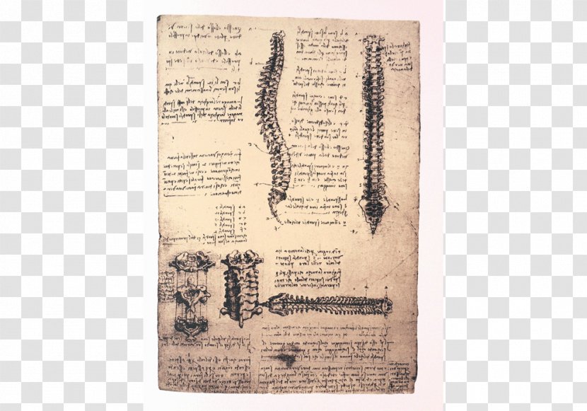 Paper Anatomy Printing Ink Poster - Leonardo Da Vinci Transparent PNG
