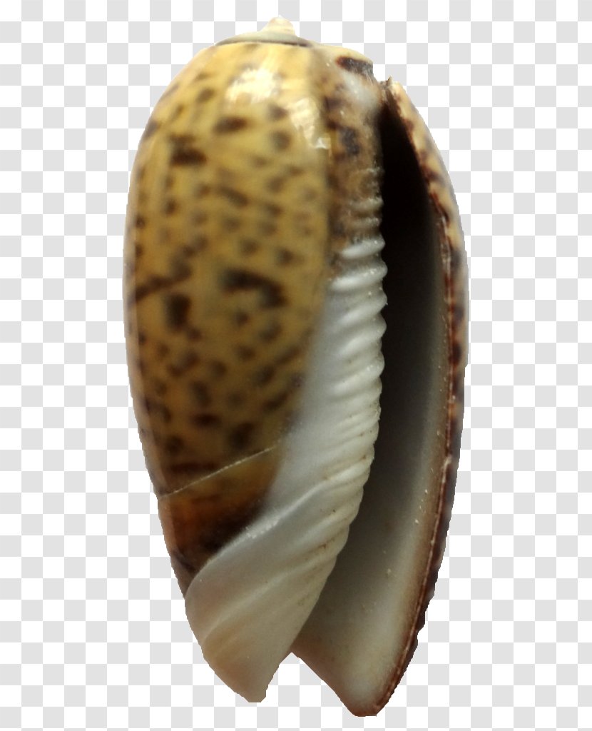 Cockle Conchology Seashell Hontza Museoa Museum - Snail Transparent PNG