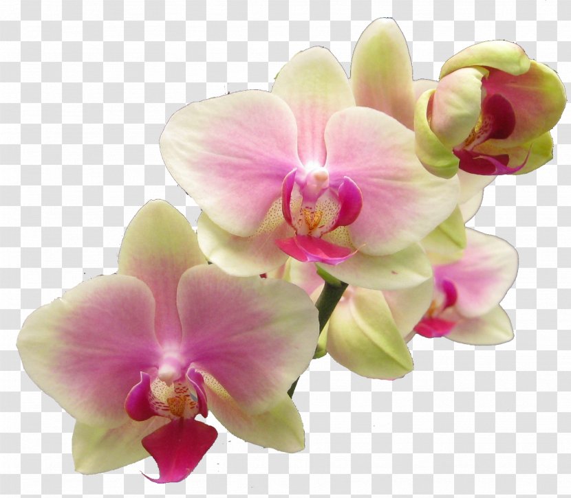Success With Orchids Popular Clip Art - Petal - Realistic Flowers Cliparts Transparent PNG