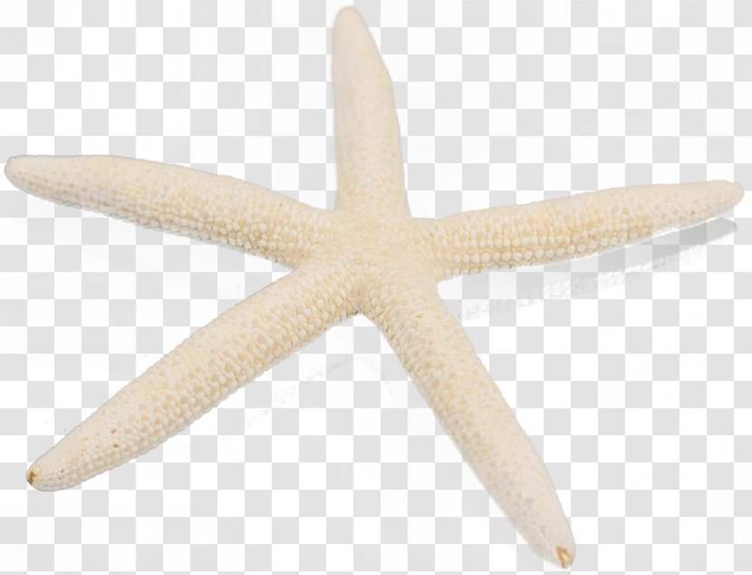 Starfish Marine Invertebrates Echinoderm Transparent PNG