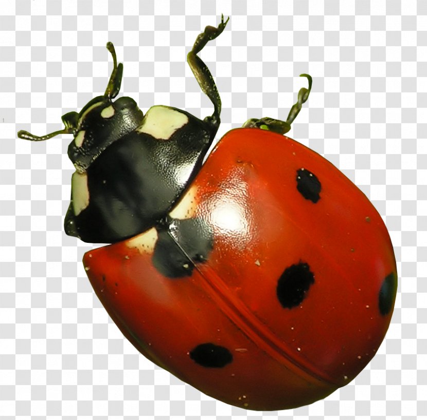 Beetle Harlequin Ladybird Butterfly Aphid - Pest - Ladybug Transparent PNG