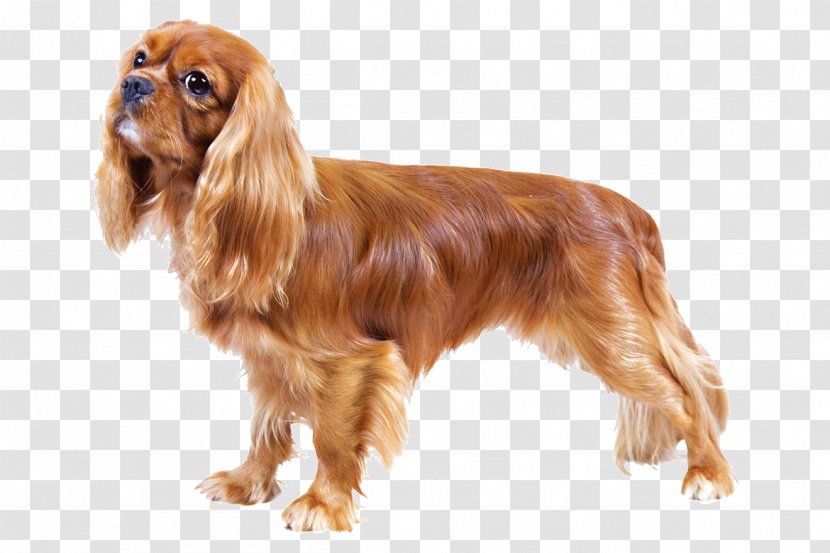 Cavalier King Charles Spaniel American Cocker English Italian Greyhound - Pet - Puppy Transparent PNG