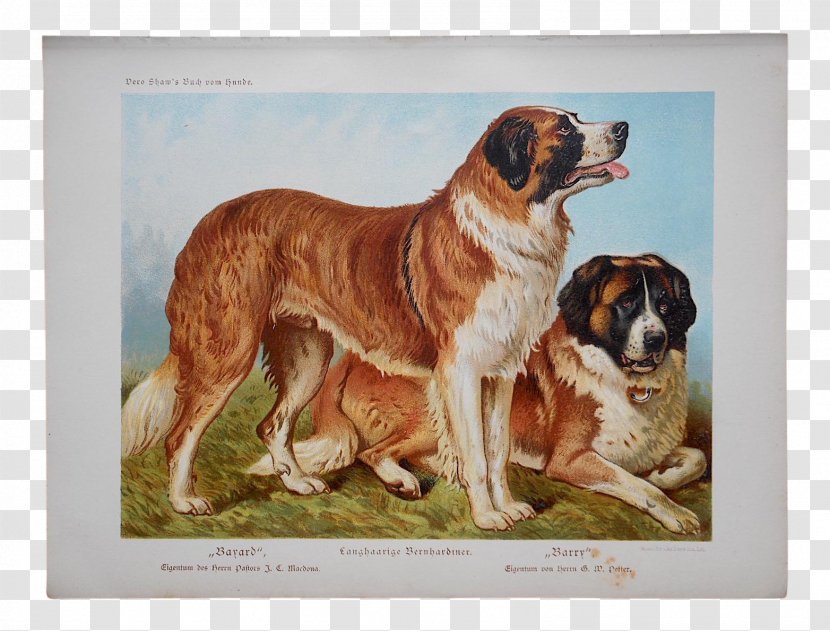St. Bernard Puppy The Illustrated Book Of Dog Poster Printing - Printmaking Transparent PNG