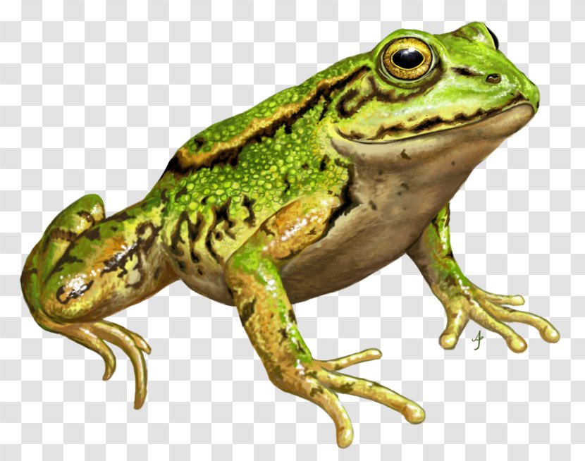 American Bullfrog Amphibians Edible Frog DeviantArt - Tree - Raven Totem Transparent PNG