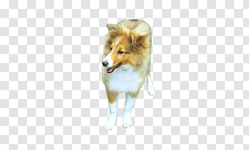 Rough Collie Shetland Sheepdog Icelandic Dog Breed Old English - Schnappi Transparent PNG