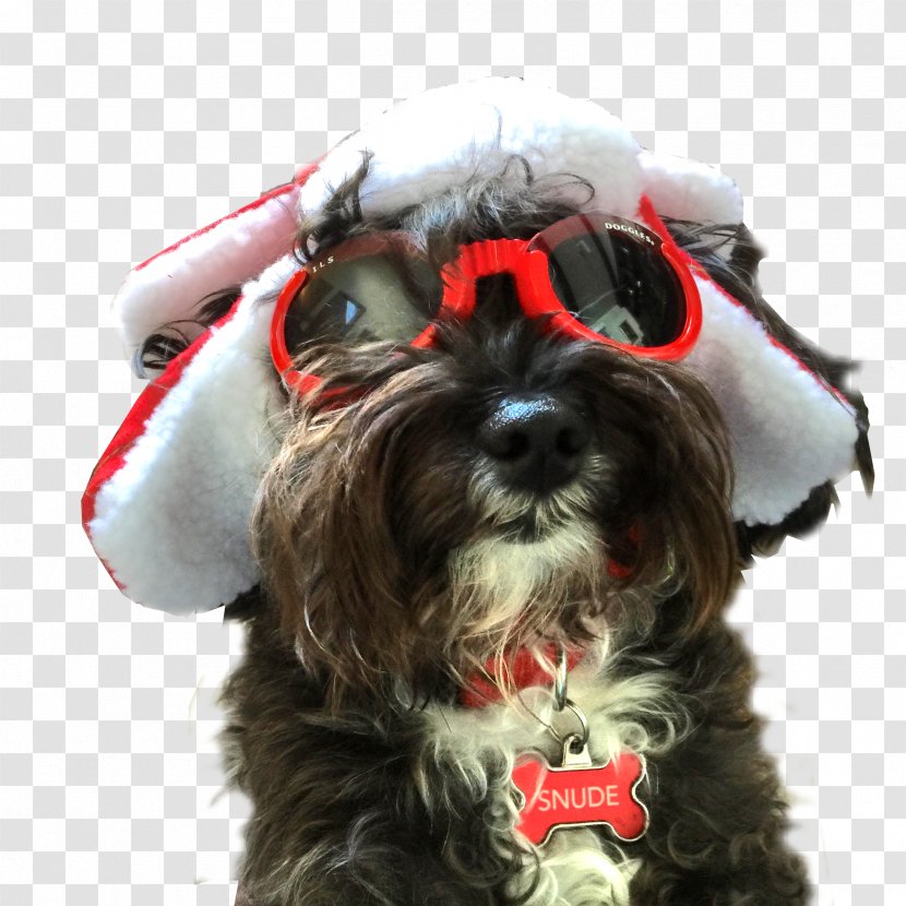 Miniature Schnauzer Schnoodle Havanese Dog Puppy Breed - Companion Transparent PNG