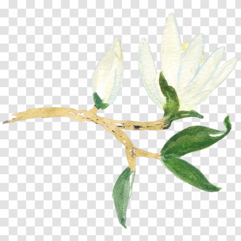 Magnolia YouTube Flower Clip Art - Royaltyfree - Youtube Transparent PNG