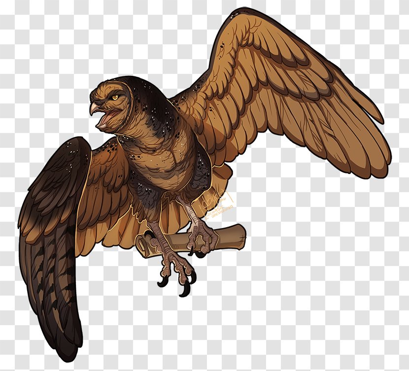 Eagle Hawk Beak Christmas Falcon - Owl Transparent PNG