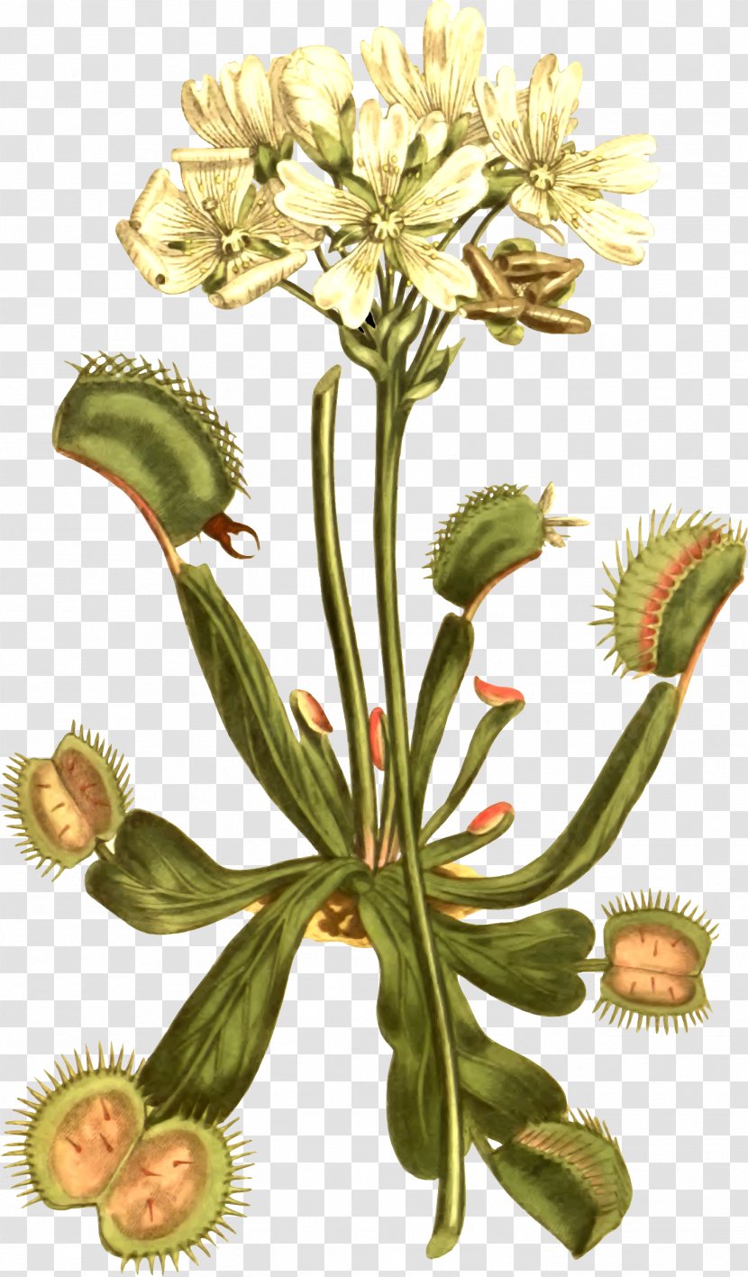 Venus Flytrap Carnivorous Plant Botany Botanical Illustration - Leaf - Love Transparent PNG