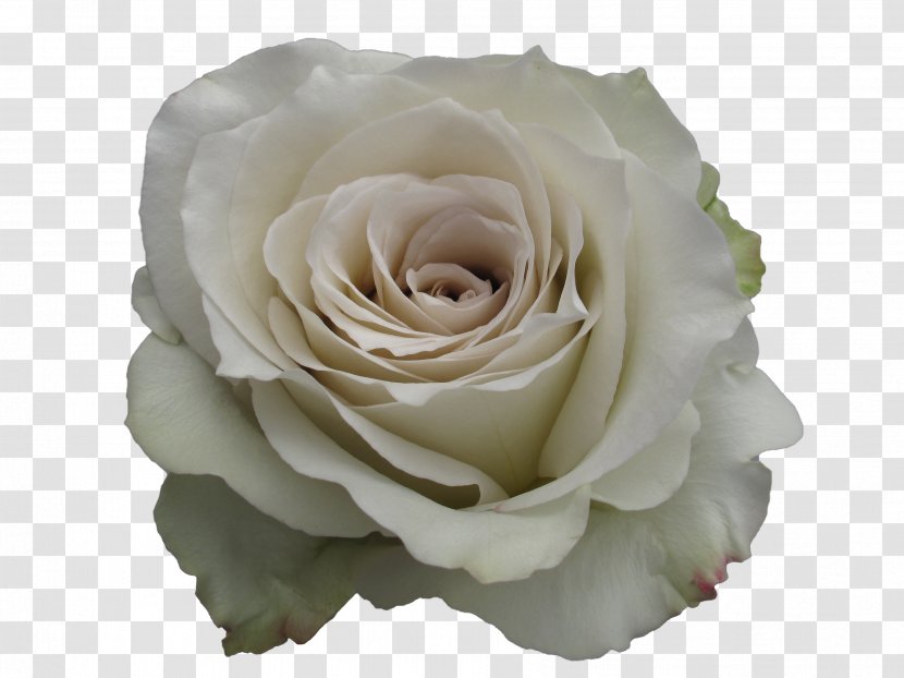 Garden Roses Centifolia Floribunda Earl Grey Tea - Green - Rose Transparent PNG