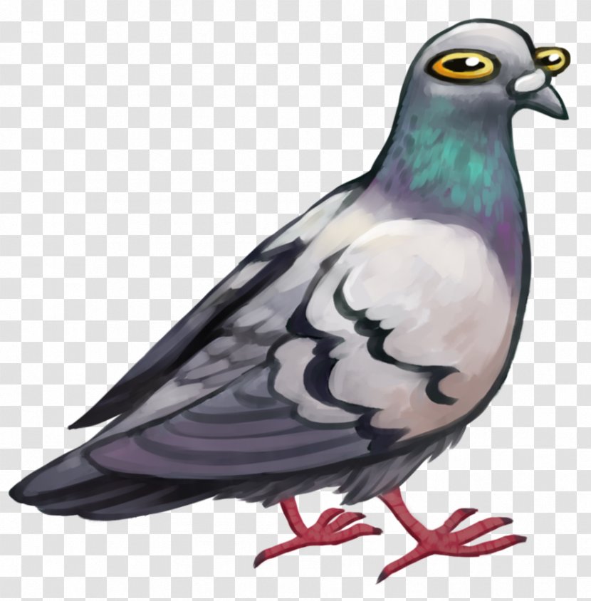 Columbidae Bird Domestic Pigeon Stock Dove Digital Art Transparent PNG