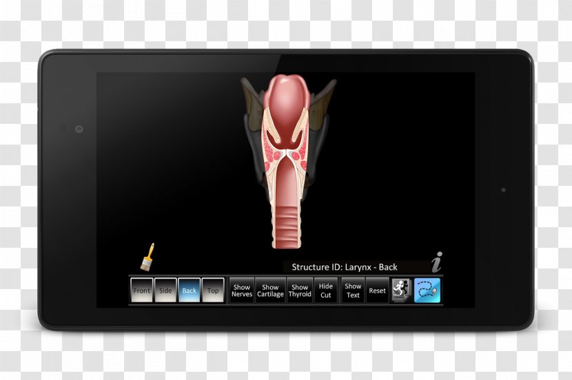 Computer App Store Apple Larynx IPod Transparent PNG