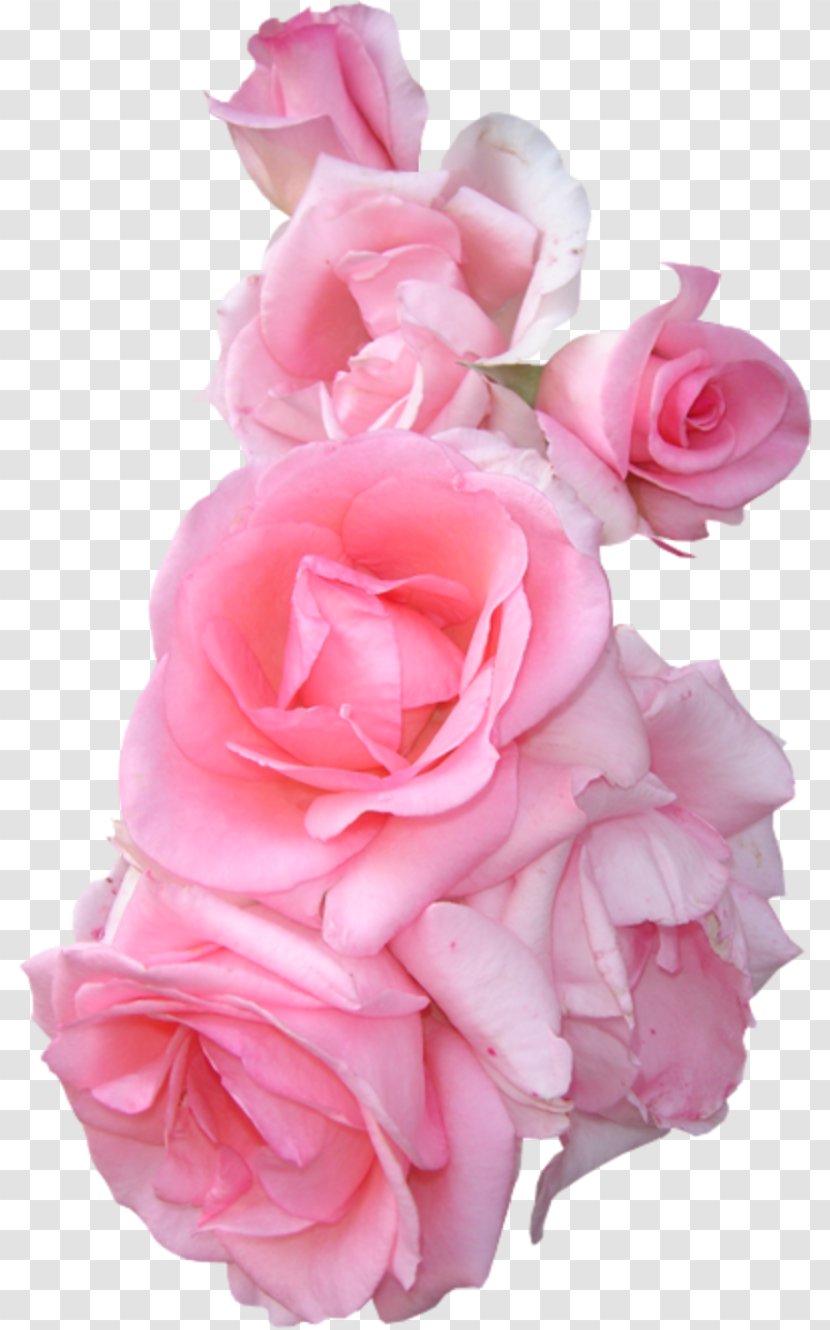 Garden Roses Flower Bouquet - Floristry - Pink Border Transparent PNG