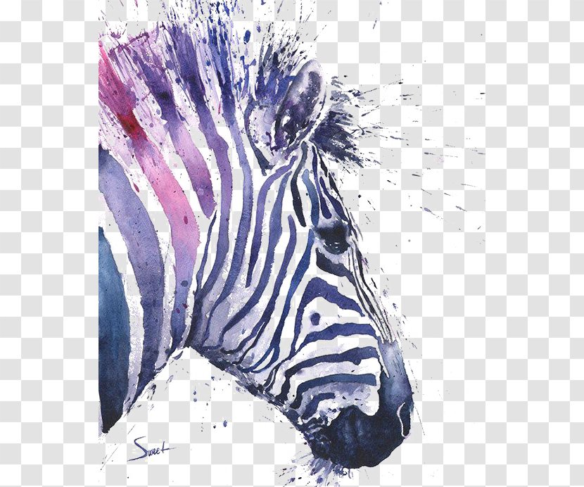 Cape Mountain Zebra Watercolor Painting Art Transparent PNG