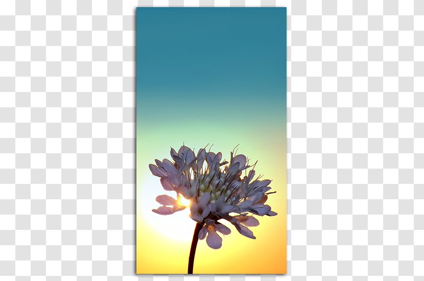 Desktop Wallpaper IPhone 5 Screensaver High-definition Video - Highdefinition - Sunrise Background Transparent PNG