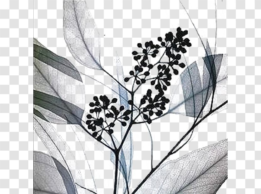 AllPosters.com Art.com Printmaking - Artcom - Plant Transparent PNG