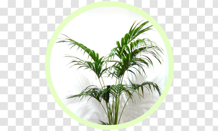 Arecaceae Houseplant Flowerpot Green Wall - Arecales - Air Plant Transparent PNG