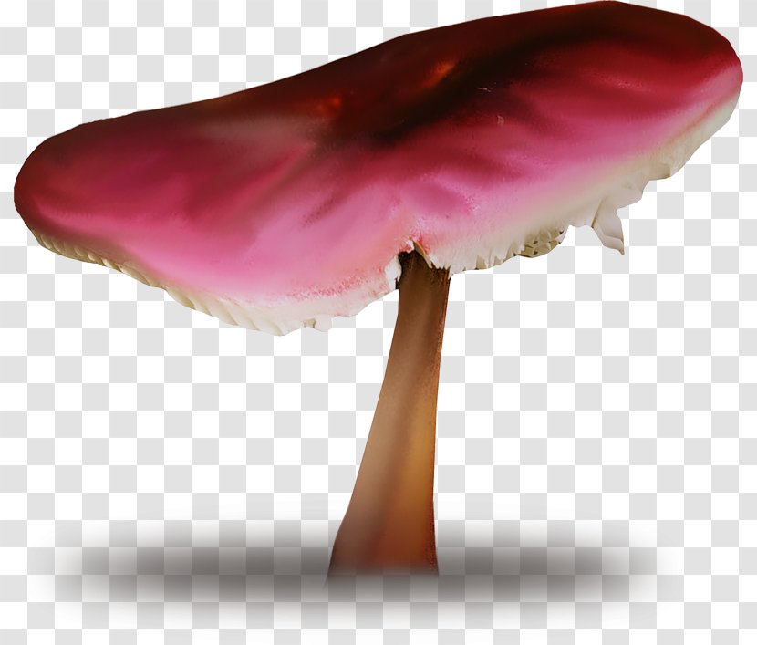 Edible Mushroom Fungus Common - Photography Transparent PNG