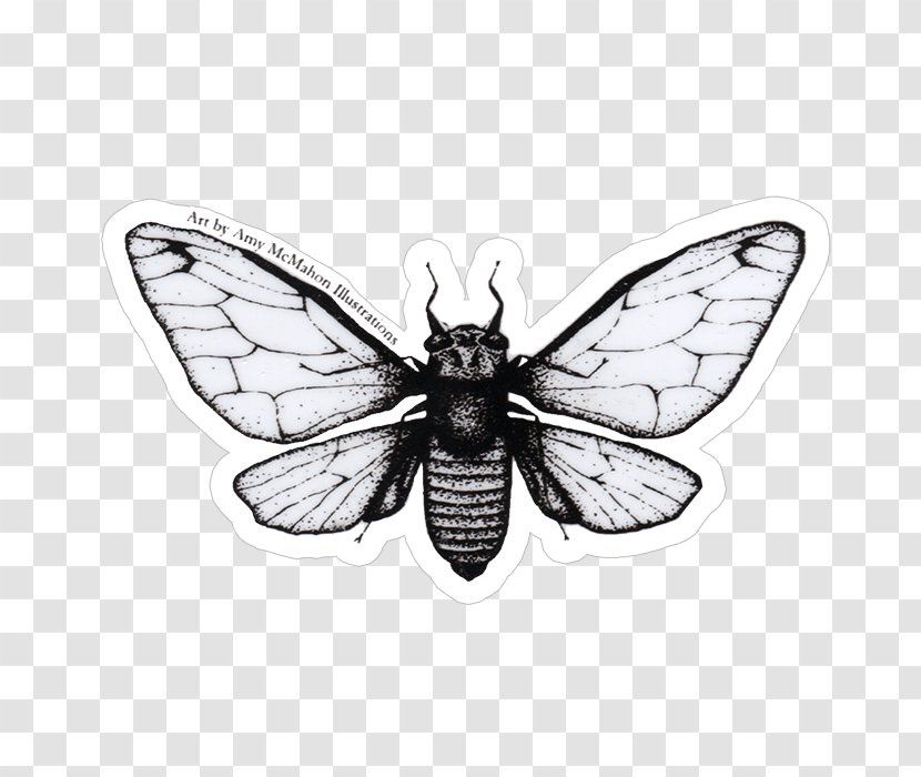 Sticker Cicadoidea Pharaoh Cicada Decal Fly Fishing - Arthropod Transparent PNG