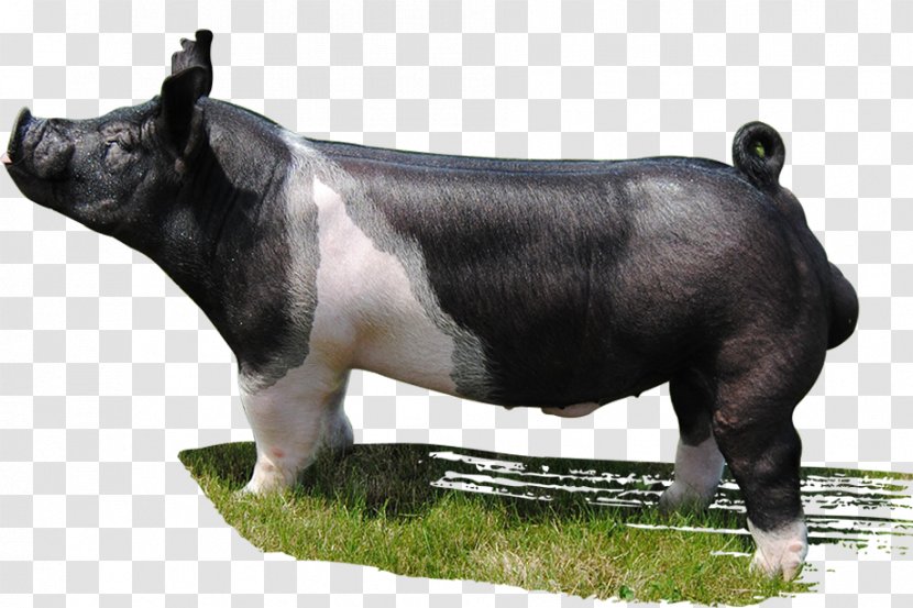 Pig Mauck Show Hogs Drinking Class Gaston Livestock - Terrestrial Animal - Boar Transparent PNG