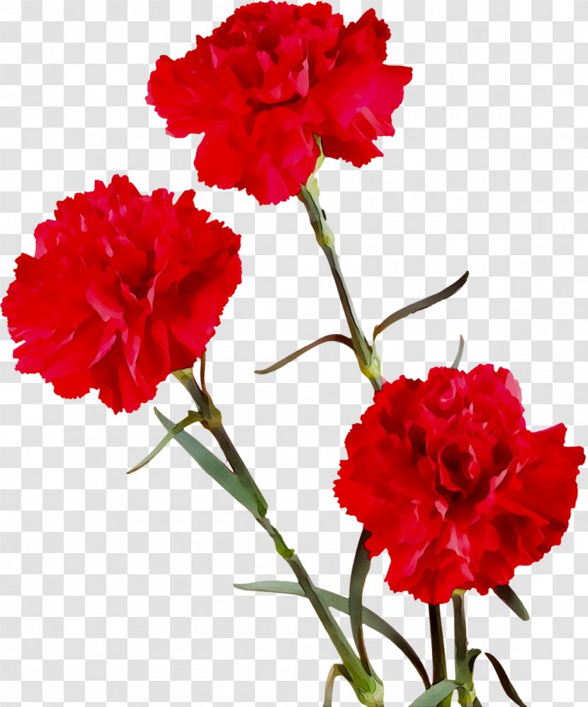 Carnation Cut Flowers Four O'clocks Herbaceous Plant Stem - Oclocks - Petal Transparent PNG